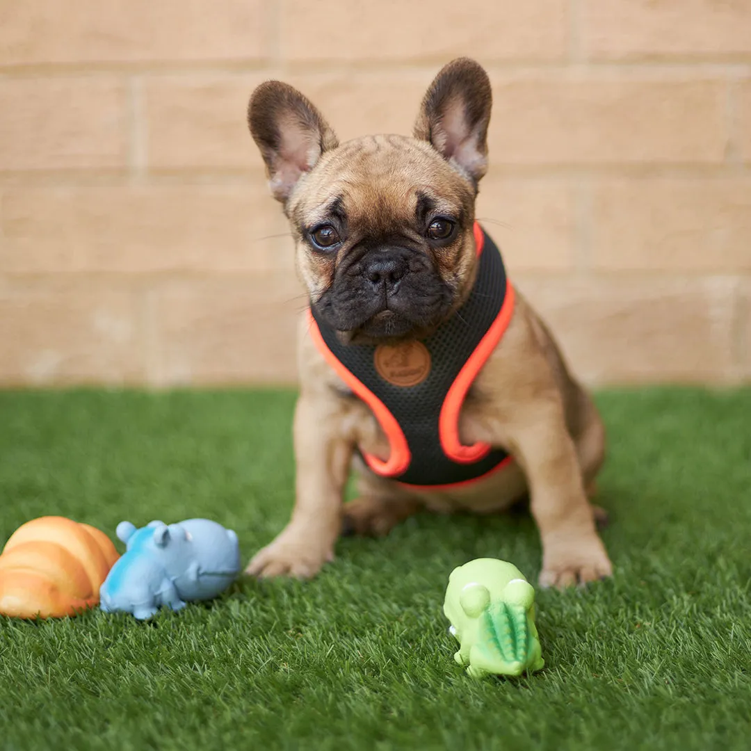 Active Easy-clip Dog Collar - Slate & Orange