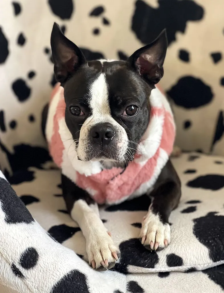 B!TCH I'M A COW FAUX FUR DOG JACKET - PINK