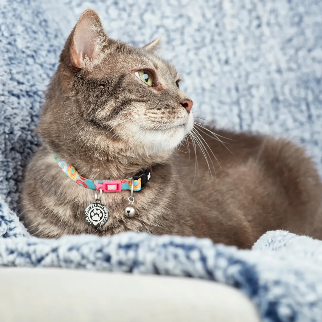 Max and Molly Donuts Smart ID Cat Collar