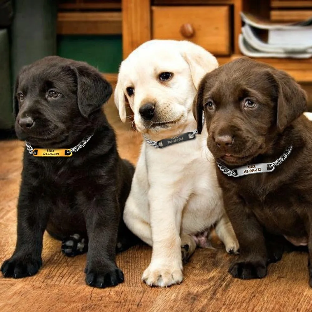 Personalized Chain Nameplate Collar