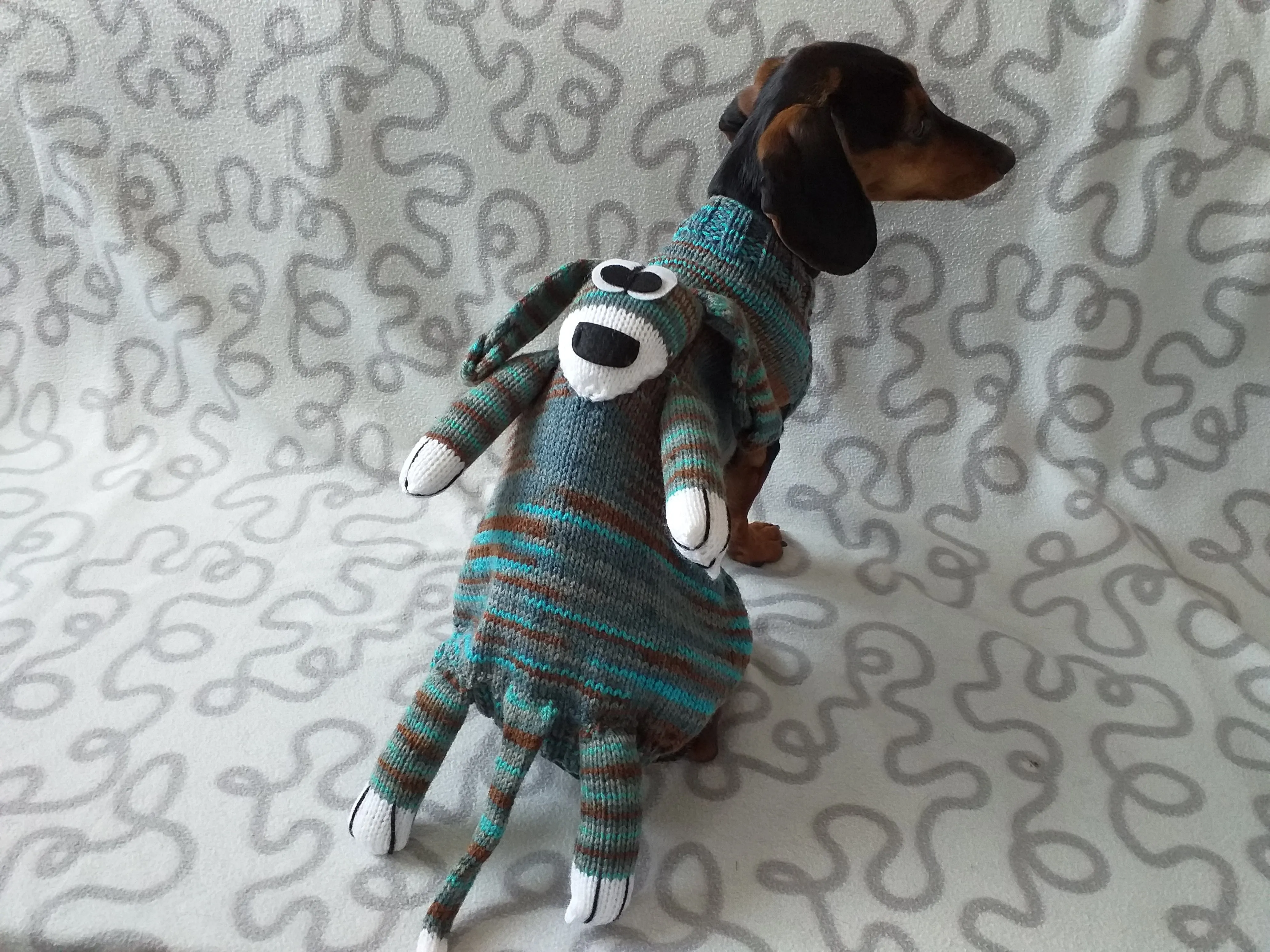 Sweater for a mini dachshund with a toy dog, Mini Dachshund Jumper, Clothes Dog Sweater, Sweater for miniature dachshund or small dog.
